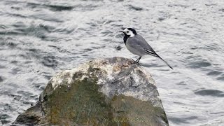 White Wagtail Motacilla alba  Bachstelze [upl. by Ybloc]