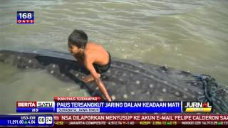 Dua Bangkai Ikan Hiu Tutul Tersangkut Jaring Nelayan [upl. by Meelas389]