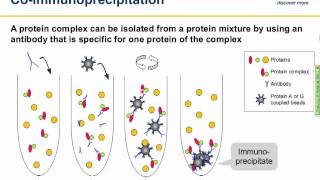 Immunoprecipitation IP principles and troubleshooting [upl. by Mcdonald]