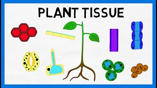 Plant Tissue [upl. by Eilatam]