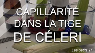 Les petits TP  Capillarité dans la tige de céleri [upl. by Aicelf95]