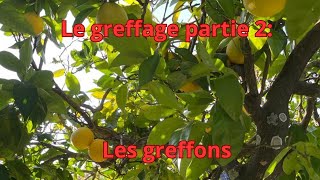 Greffage partie 2 les greffons [upl. by Hnib198]