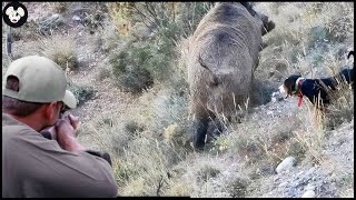 Full Video 4k  25 Perfect Moments In 25 Minutes  The Best Moments Of Wild Boar Hunting [upl. by Olivie]