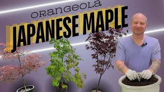 Potting a Orangeola Japanese Maple [upl. by Pincus]