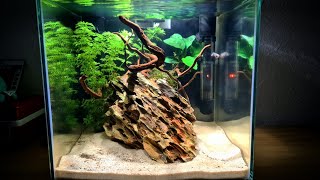 Adding Livestock To My 15l Planted Aquarium [upl. by Mcguire900]