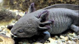 Bizarre Aquatic Creature Can Grow Back Severed Limbs 5 Weird Animal Facts [upl. by Assenar]