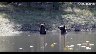 Grizzly Bear 399 amp cubPhotographyJacksonGrand TetonsYellowstoneshorts wildlife best bear [upl. by Annovahs]