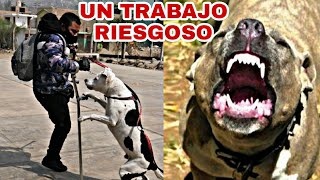 Un día con el quotRehabilitadorquot de perros agresivos  Frans [upl. by Michelle175]