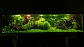 1300l and 350l planted Aquarium [upl. by Etsirk567]