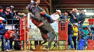 unos dicen que Gano GANSITO DE NAYARIT Otros que el GATO DE OAXACA [upl. by Zerline]