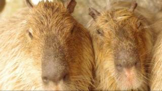 Capybara enjoy hot shower カピバラ打たせ湯も満喫 2012 [upl. by Abe]