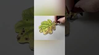 An autumn leaf patreon tutorial 🍂 in colouredpencil arthelp drawing leaf botanicalart art [upl. by Lindley]