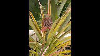 I love Pineapples shorts fruits trending shortvideo pineapple vacation short subscribe [upl. by Akemet577]