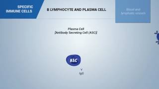 333  B LYMPHOCYTE AND PLASMA CELL [upl. by Alfy410]