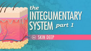 The Integumentary System Part 1  Skin Deep Crash Course Anatomy amp Physiology 6 [upl. by Steck]