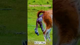 Giving birth to young baby ytshorts animals animallover [upl. by Nitsa]