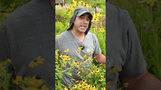 The Fundamentals of Rudbeckia or Black Eyed Susan  Joes Genus Overview at Bountiful Gardens [upl. by Koal]