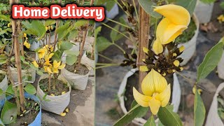 Yellow palash flower plant online sale Horticulture King kolkata nursery wholesale and retail flowe [upl. by Natlus]