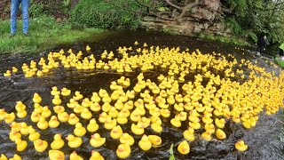 DUCK RACE Hutton le Hole 2024 [upl. by Amre838]