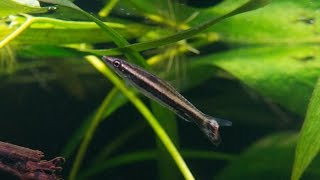 Nannostomus eques or Brown pencilfish [upl. by Crescentia]