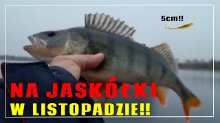 Na jaskółki w Listopadzie  Piękne Okonie na spinning  Wędkarstwo 2024 [upl. by Cirred]