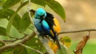 Sevencolored Tanager [upl. by Ahsinek425]