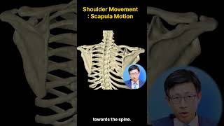 Shoulder MovementScapula Protraction Retraction amp Rotation 어깨 움직임견갑골 Protraction amp Retraction 회전 [upl. by Romine]