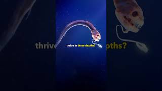 The Deepest Place on Earth Mariana Trench shorts facts [upl. by Ybok625]