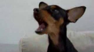 mini pinscher talking [upl. by Casady]