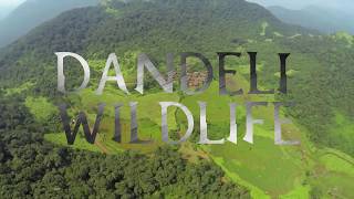 DANDELI WILDLIFE [upl. by Worrad]