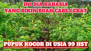 pupuk kocor di usia 99 hst  yang bikin cabe berbuah lebat [upl. by Anehsak]