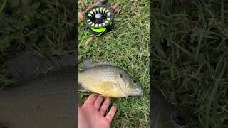 Massive bluegill caught on a nice nymphFlyFishing Subscribe FYP ￼ [upl. by Rolfe]