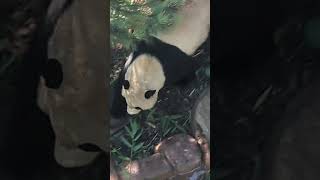 October 2024 🐼 San Diego zoo [upl. by Quinta]