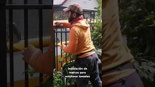 Tutores para los tomates 🍅🍅 huertasurbanas osorno [upl. by Kathy]