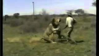 Lion attacks hunter in African Safari [upl. by Okoy]