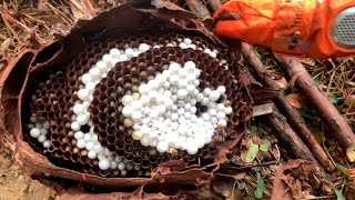 ASIAN HORNETS NEST REMOVALGIANT JAPANESE WASP STINGMURDER HORNET DESTROYING [upl. by Ermey996]