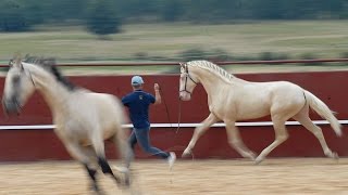 VIDEO RESUMEN DEL 15ª ANIVERSARIO DE YEGUADA LA PERLA [upl. by Katusha]