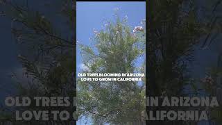 Need beautiful flowers trees blooming in your yard or garden try these native Desert willows [upl. by Breh]