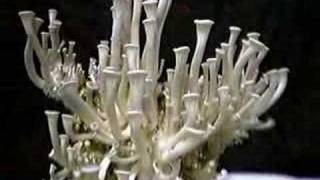 Blue Oyster Mushroom Time Lapse Video [upl. by Aihsenad]