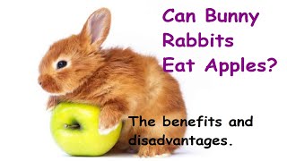 CAN RABBITS EAT APPLES  Cutest Bunnies Video [upl. by Rebeka]