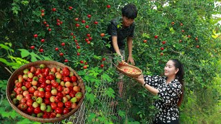 Its Big quotLeArvquot Fruit Season First time I Collect Big and Juicy Learv Fruit from Original Tree [upl. by Elleved]