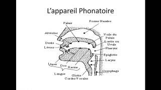 La Phonétique 1 L’appareil phonatoire [upl. by Xyla]