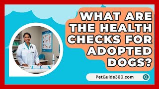 What Are the Health Checks for Adopted Dogs  PetGuide360com [upl. by Mathian]