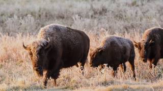 Canada’s Bison Restoring a Legacy [upl. by Adalard]