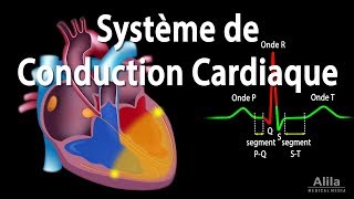 Le Système de Conduction Cardiaque et la Relation avec lECG Animation [upl. by Bibah655]