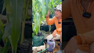 Review jagung 38 HST pupuk Bionuklir [upl. by Matthus764]