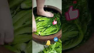 The process of pickling sauerkraut [upl. by Josee]