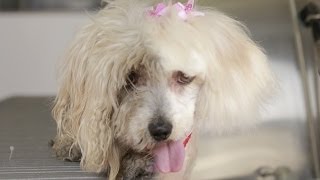 Homeless Dog Gets Makeover That Saves Her Life  Maggie [upl. by Ocirred525]