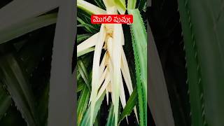 Kewda Mogalidonkaమొగలి పువ్వుfragrance flower telugushorts teluguvlogs ytshortsindia [upl. by Zilef59]