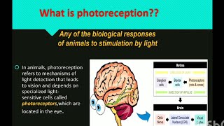 Photoreception  Chronobiology [upl. by Omik771]